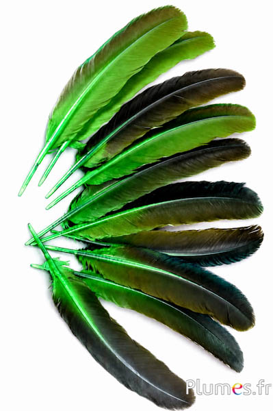 Blauwe pauw - 30-40 cm - lime-bruin